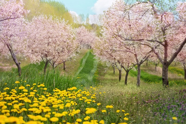 cherry-blossoms-g6f20b59e7_640.jpg