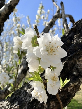 垂水健康公園の桃の花