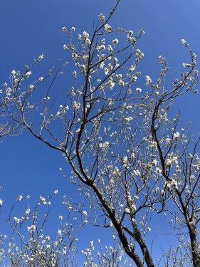 垂水健康公園の桃の花