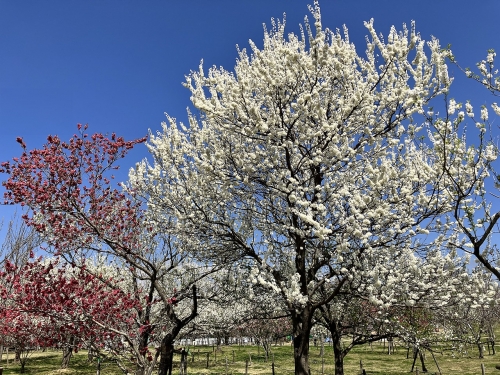 垂水健康公園　桃の花