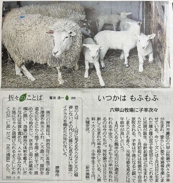 六甲山牧場の羊の赤ちゃん誕生
