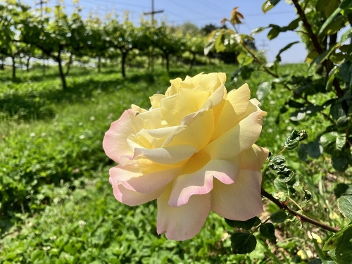 ブドウ園のバラ