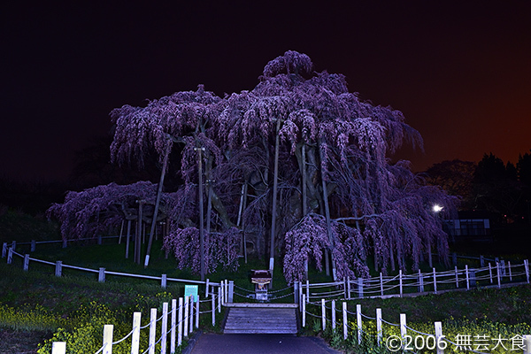 午前三時の三春滝桜 #3