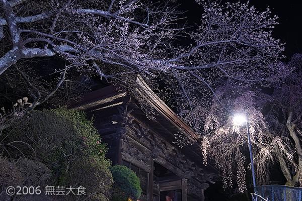 田村大元神社の桜