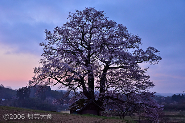 明けの七草木天神桜 #1