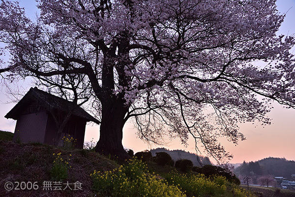 明けの七草木天神桜 #2