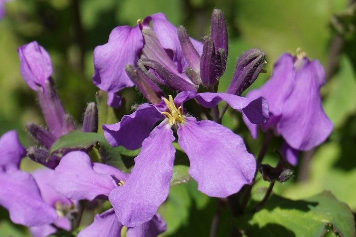 紫菜花051-1