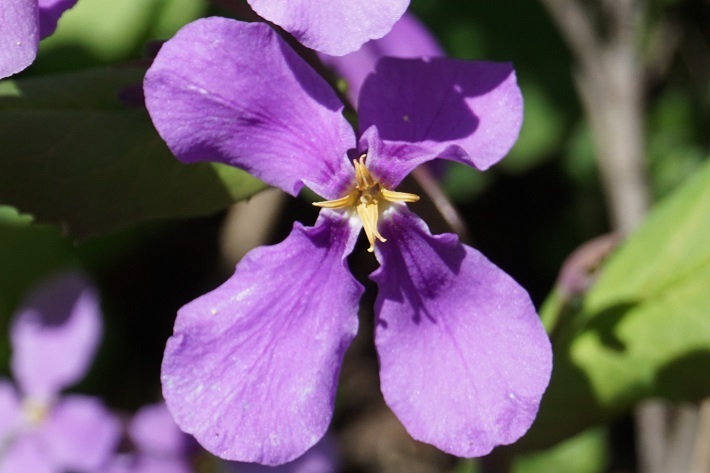 紫菜花056