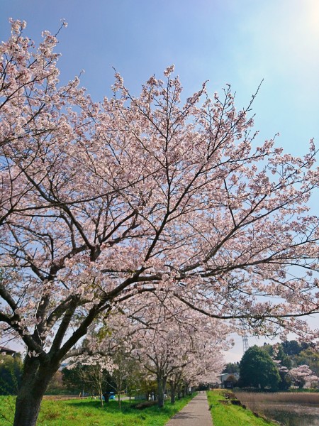 千葉市のとある小さな池の畔の桜