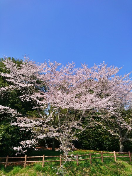 千葉市のとある小さな池の畔の桜
