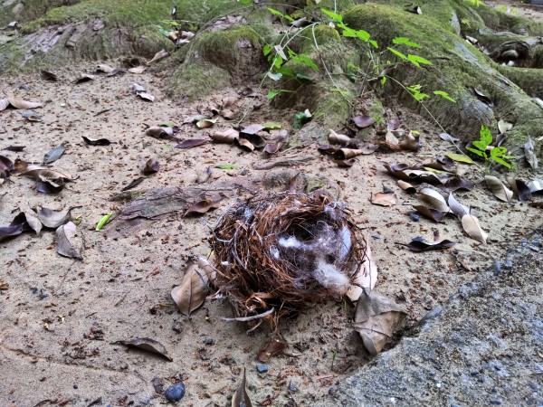 近くの神社の境内に落ちていた鳥の巣