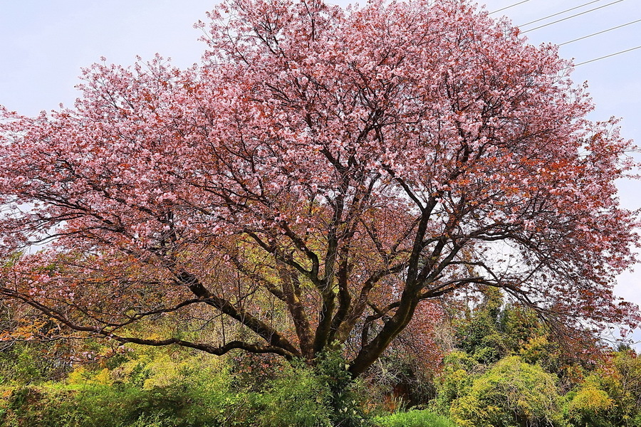 23-04-04センダイヤ桜