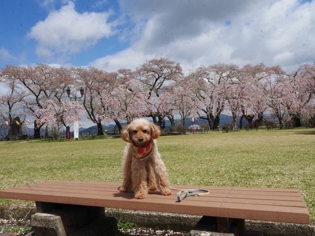 桂城公園桜祭り１９２