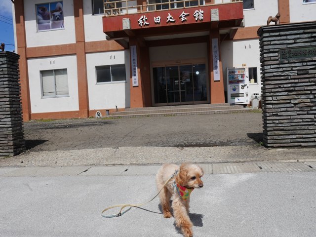 秋田犬会館１９４