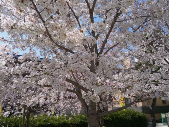 桜満開#1