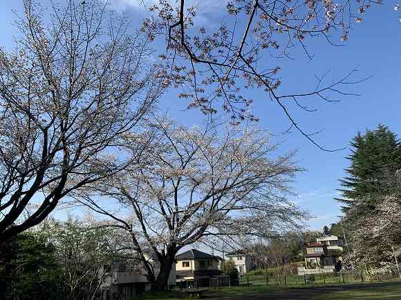 3.28三春の滝桜4