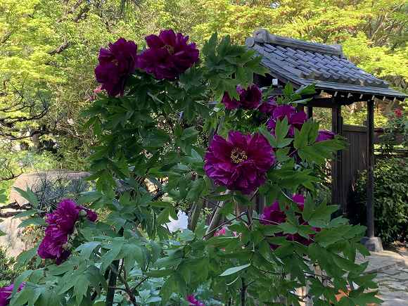4.16高蔵寺7
