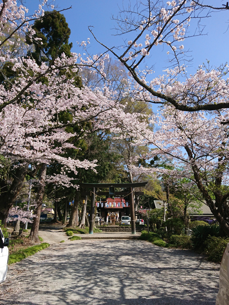 2023年 秦野市羽根 須賀神社 例大祭 境内の桜