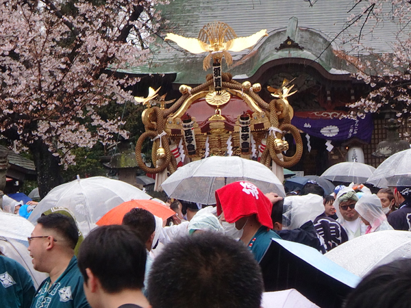 令和5年 平塚市 須賀 三嶋神社春まつり 神輿宮出し