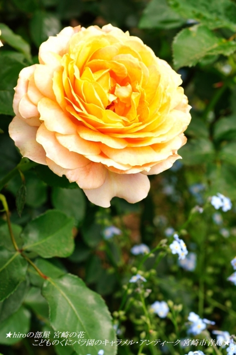 hiroの部屋 宮崎の花 こどものくにバラ園のキャラメル・アンティーク 宮崎市青島