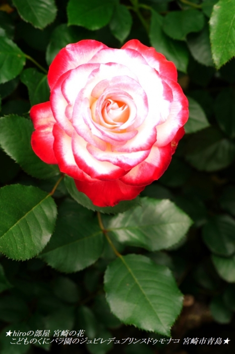 hiroの部屋 宮崎の花 こどものくにバラ園のジュビレ・デュ・プリンス・ドゥ・モナコ 宮崎市青島