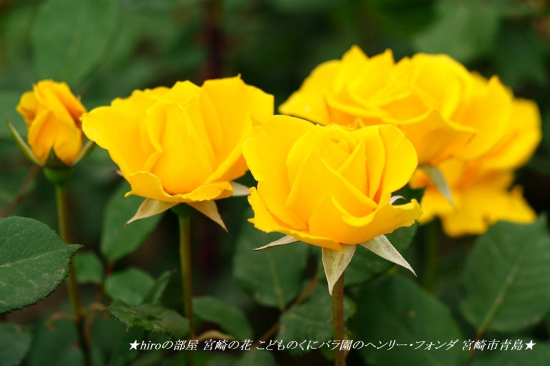 hiroの部屋 宮崎の花 こどものくにバラ園のヘンリー・フォンダ 宮崎市青島