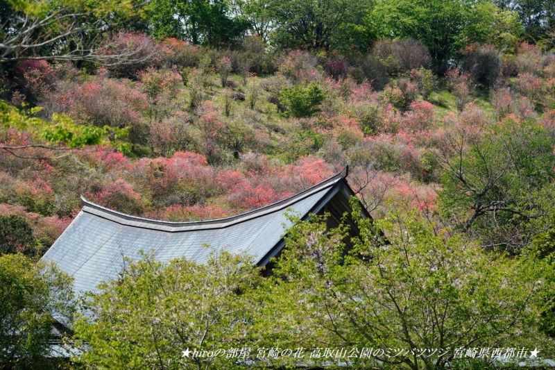 hiroの部屋 宮崎の花 高取山公園のミツバツツジ 宮崎県西都市