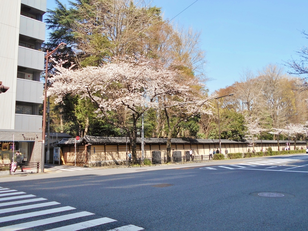 靖国神社の外壁と桜