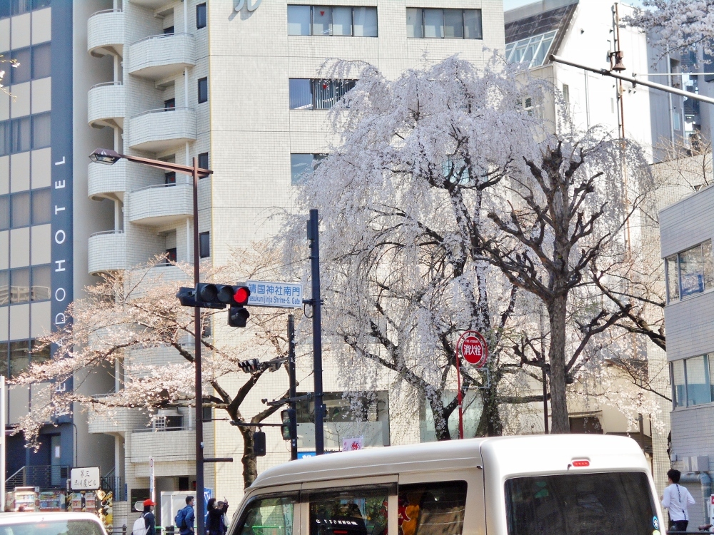 靖国神社南門交差点の枝垂れ桜