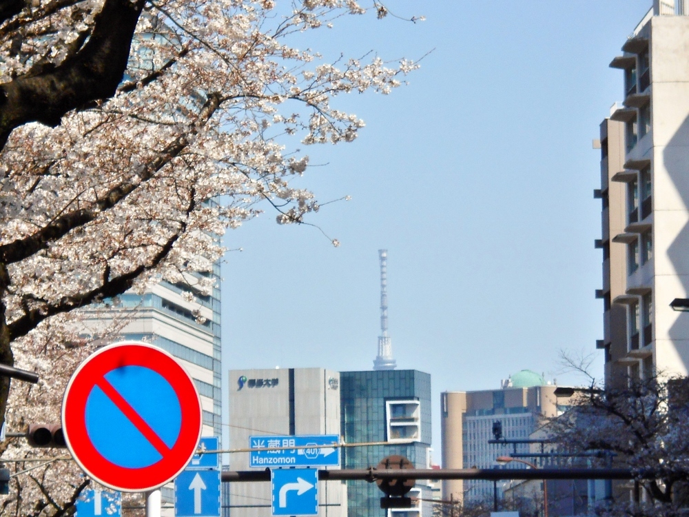 靖国通りの桜と東京スカイツリー