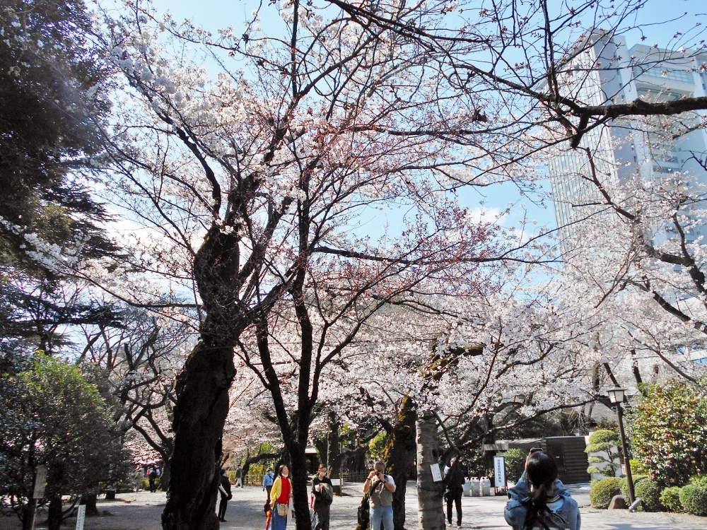 靖国神社 遊就館近くの桜