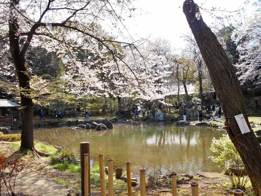 靖国神社 神池庭園の桜