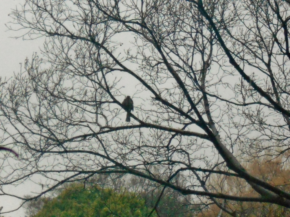 椿山荘 ル・ジャルダンから見た庭園の木にとまる鳥