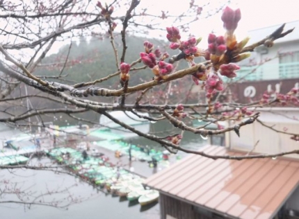 20230317-7-M津風呂湖プリプラ5_桜つぼみ開いてきた.JPG
