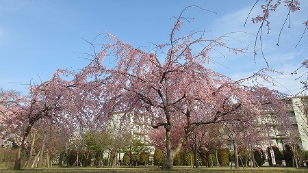 0321桜11