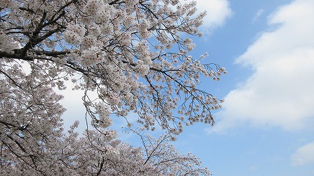 0331桜1