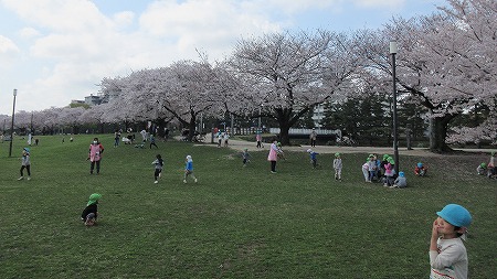 0331桜3
