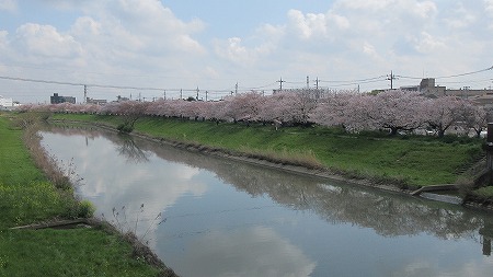 0331桜10