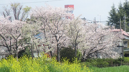 0331桜21