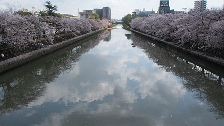 0331桜31