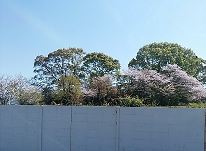 桜が遠くなりました。