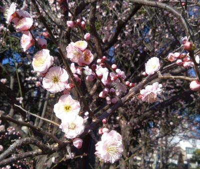 DSC_0111_0222紅梅の花：猿江公園_400-2