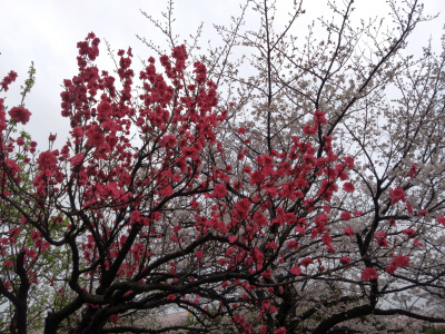 DSC_0461_0323ハナモモの赤い花とソメイヨシノの風景_400