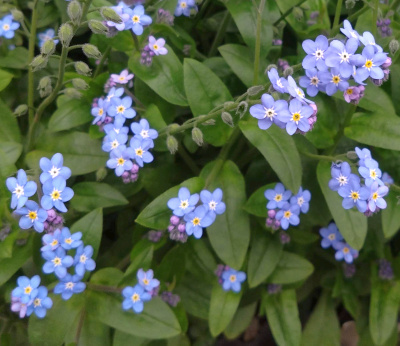 DSC_0331_0312シナワスレナグサ (シノグロッサム) の葉、蕾、青とピンクの花_400