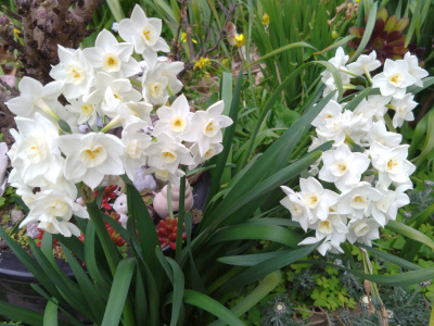 DSC_0349_0312白いスイセンの花：近所の団地_400