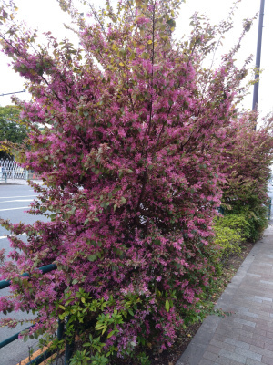 DSC_0421_0321トキワマンサクのピンクの花：S公園バス通り_300