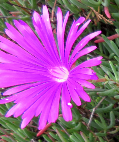 IMG_0259_0418マツバギクのピンクの花Zoom_400