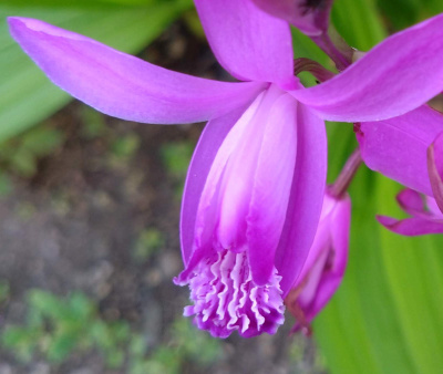 DSC_0642_0413シラン（紫蘭）の花Zoom_400