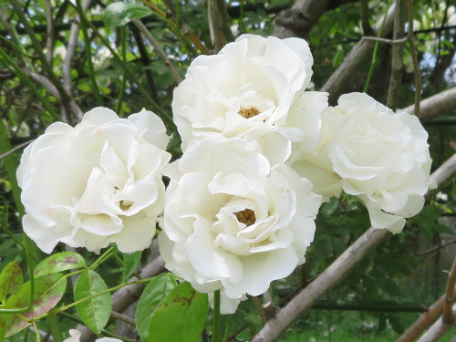 IMG_1364_0512バラのアーチの白い花_500