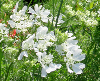 IMG_0437_0420オルレアの白い花Zoom_400
